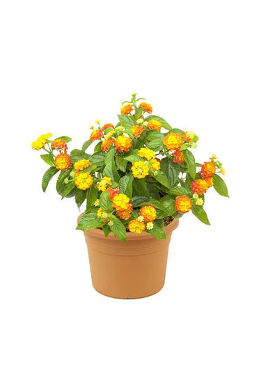 Lantana Camara Plant - Shrub Verbena